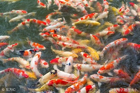 生肖養魚數量|【魚隻數量】養魚數目大有玄機！五行影響健康與財運？